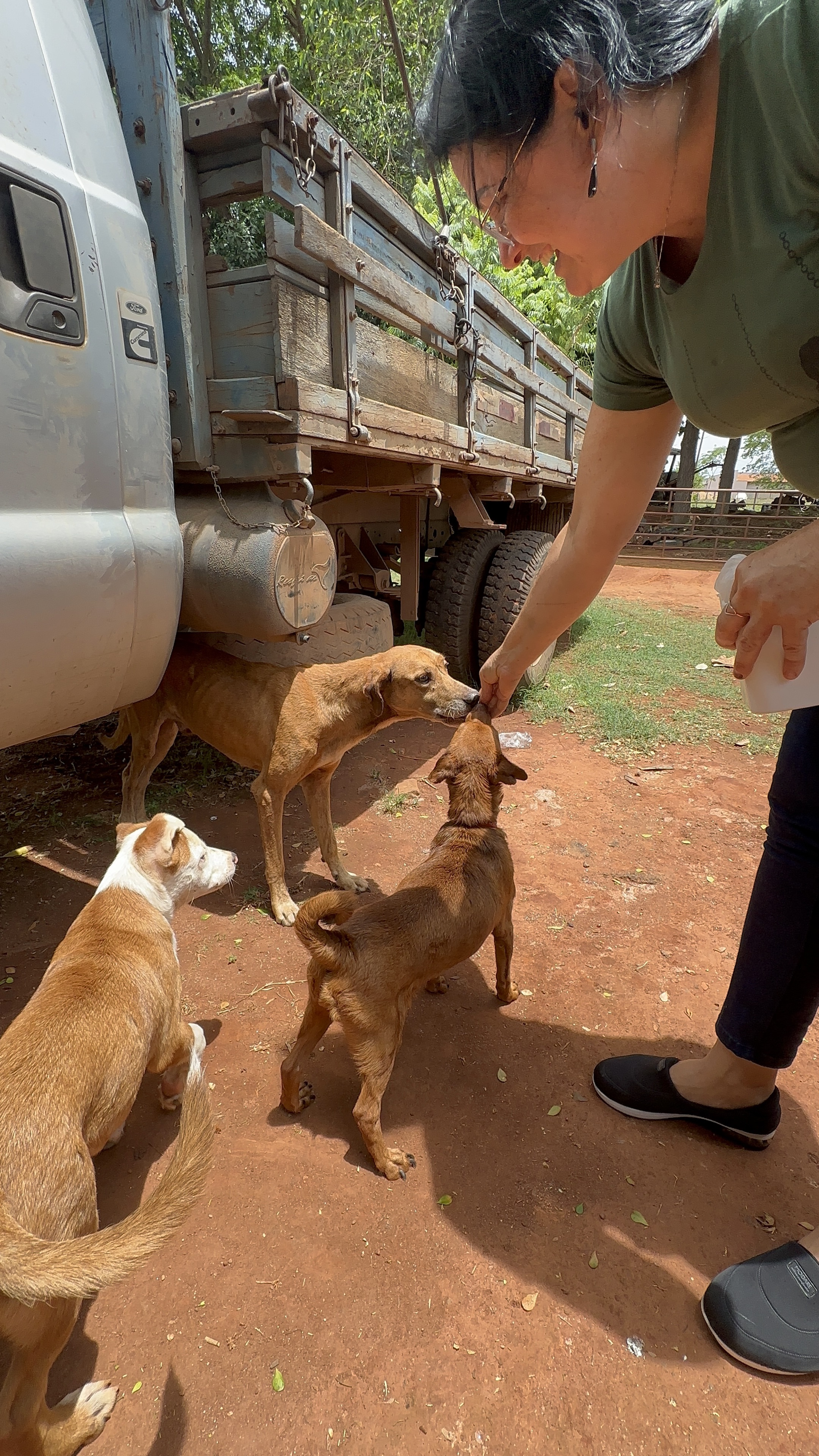 Tia Cleide cuidando dos cães no abrigo