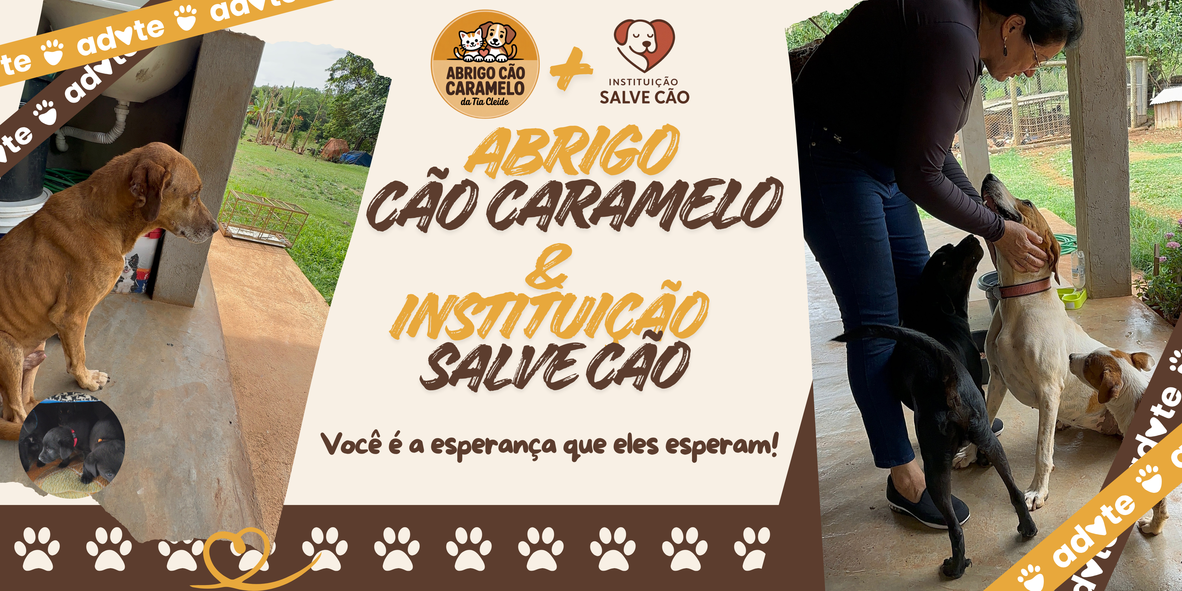 Verônica no abrigo Protetora por Amor com os cães resgatados